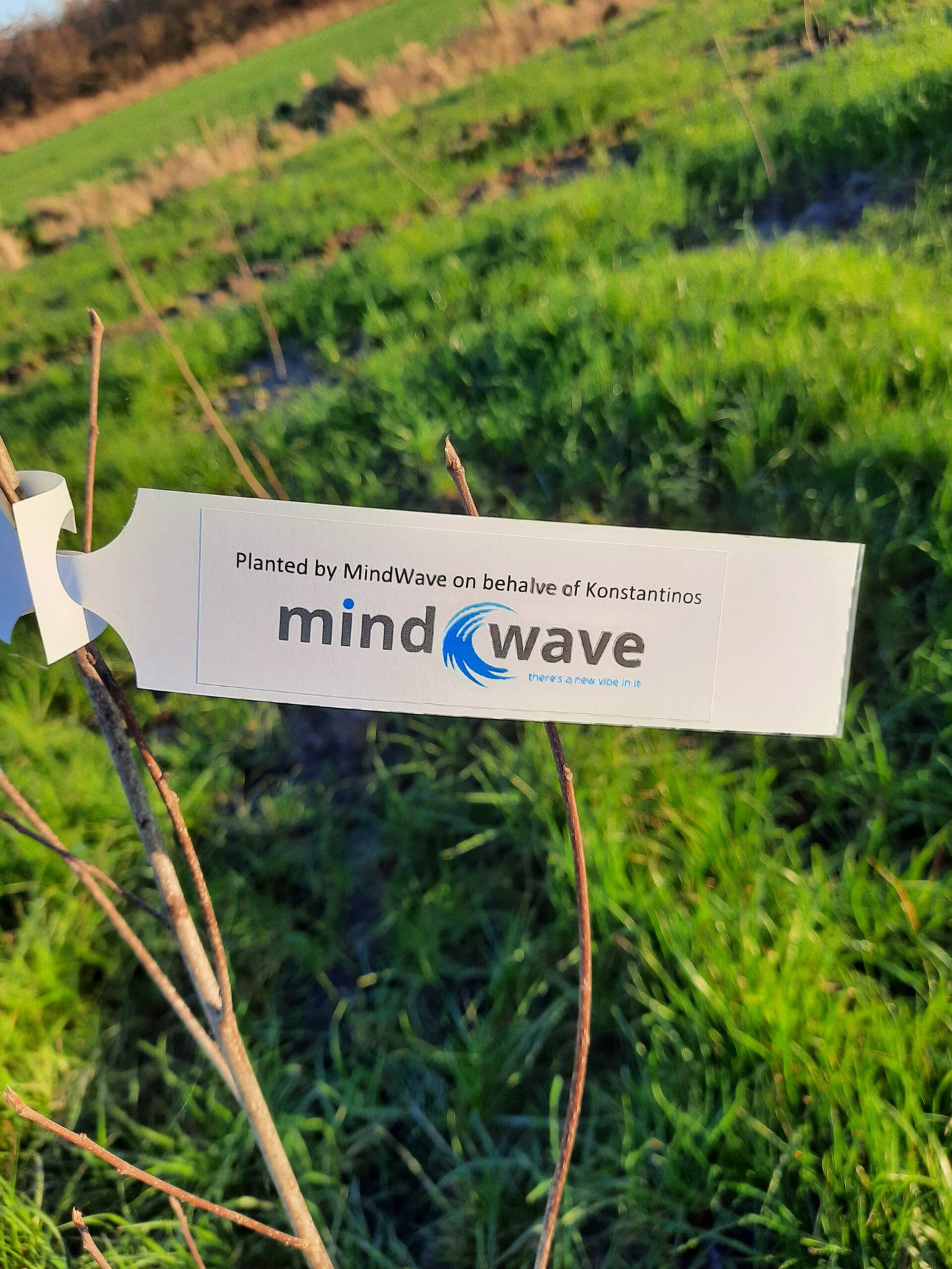 A tree planted by MindWave, marked with a MindWave sign in a green field